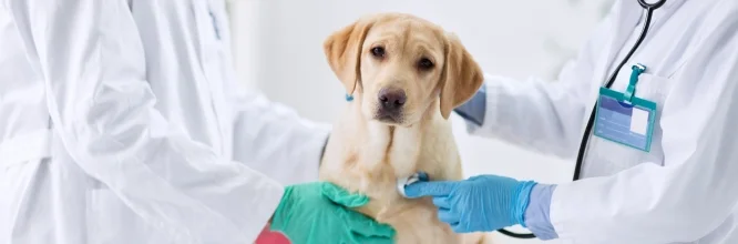 Introducción a la medicina preventiva veterinaria: Características e importancia de la medicina preventiva en la salud de las mascotas