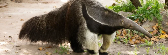 Oso hormiguero: Un fascinante mamífero insectívoro