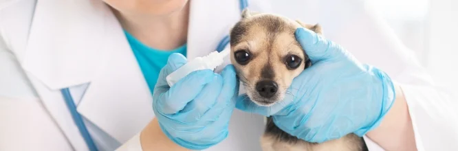 ¿Qué es la otitis en perros y cuál es su tratamiento?