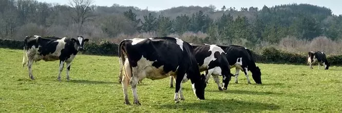 Corsi di galiziano celtico