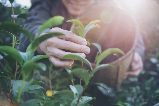 Peon Agricola Web Oficial Euroinnova