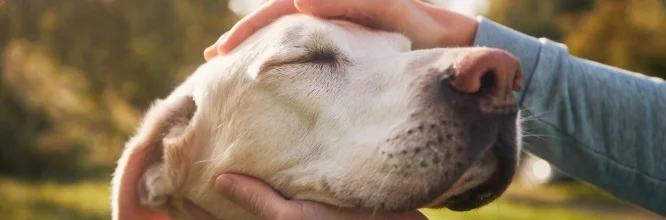 Perros de apoyo emocional: Aliados del bienestar mental