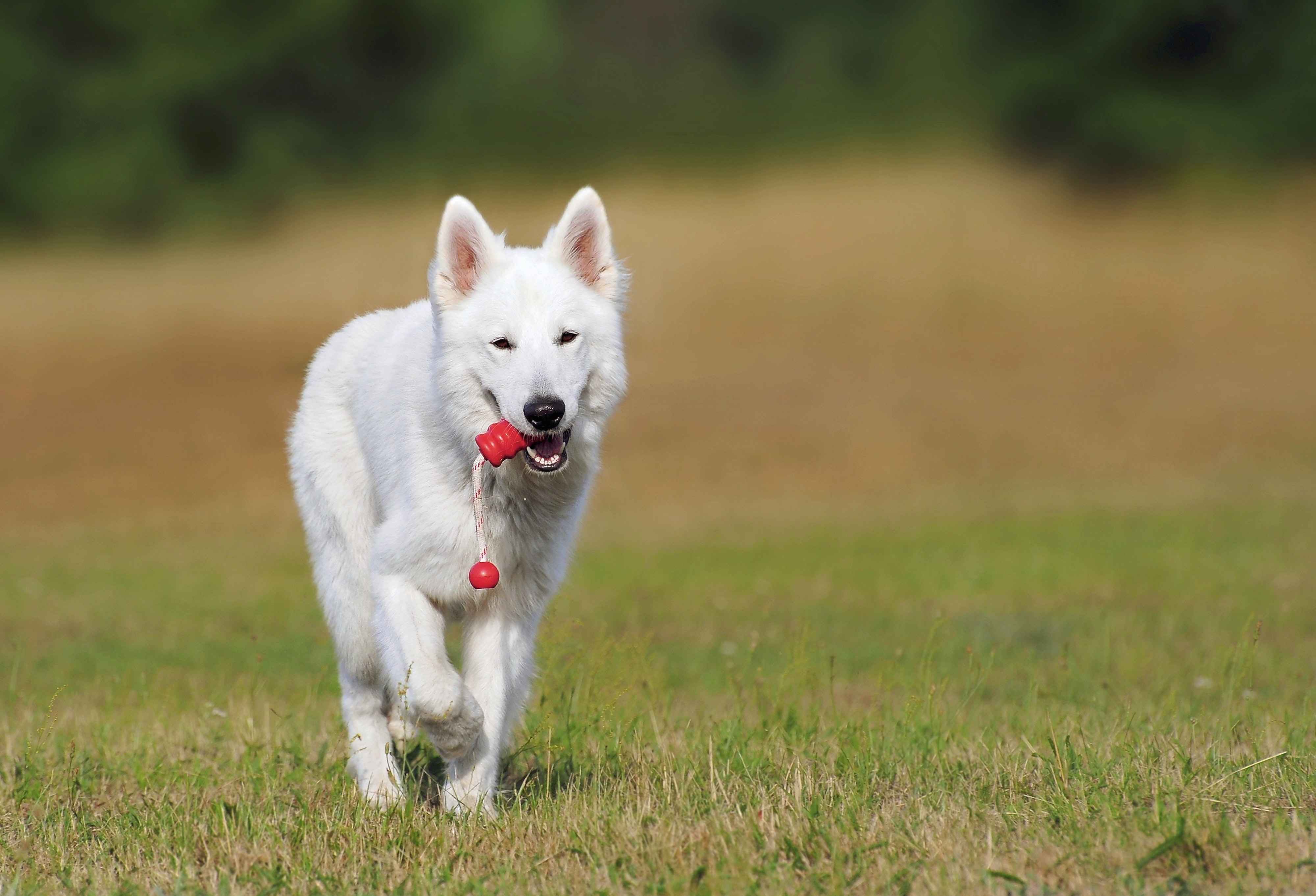 Tipi di addestramento del cane