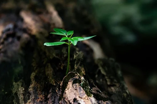 Que es un sistema de gestión ambiental