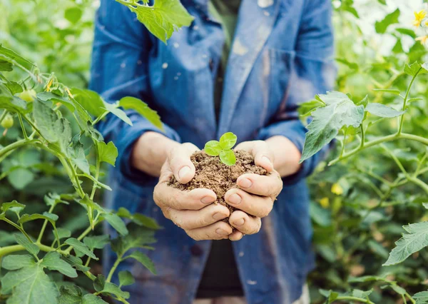 L'irrigazione a goccia: una tecnica agronomica