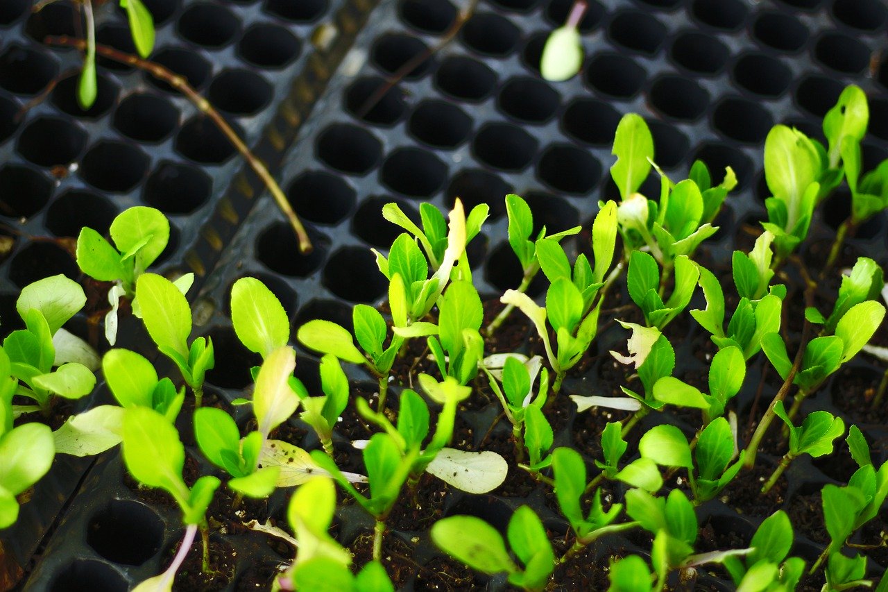 laureati in agronomia