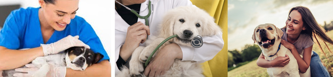 administrar Seguro Haz un experimento curso de terapia asistida con animales | Postgrado Online