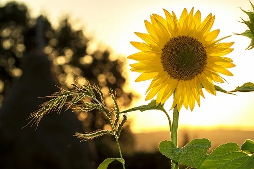 la energía solar