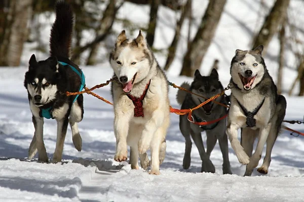 Cursos de perros