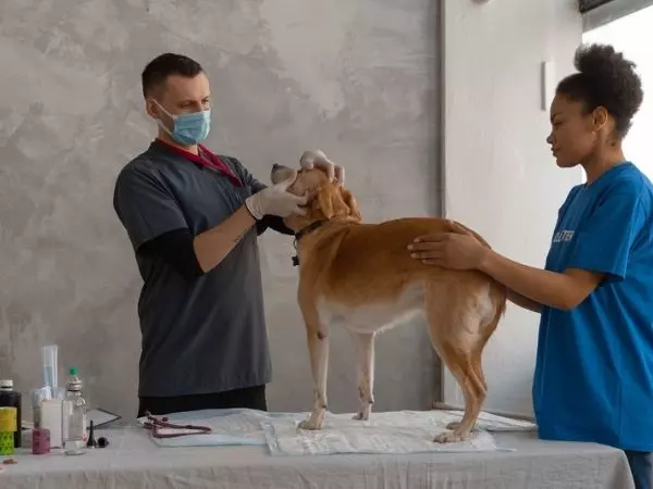 Come si chiama la laurea in veterinaria?