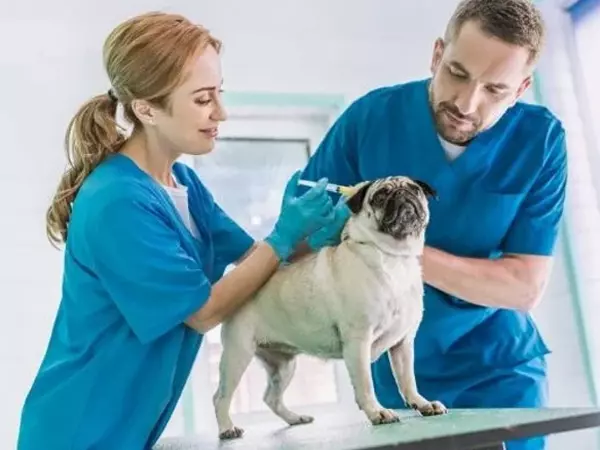 Carriera veterinaria a Guadalajara