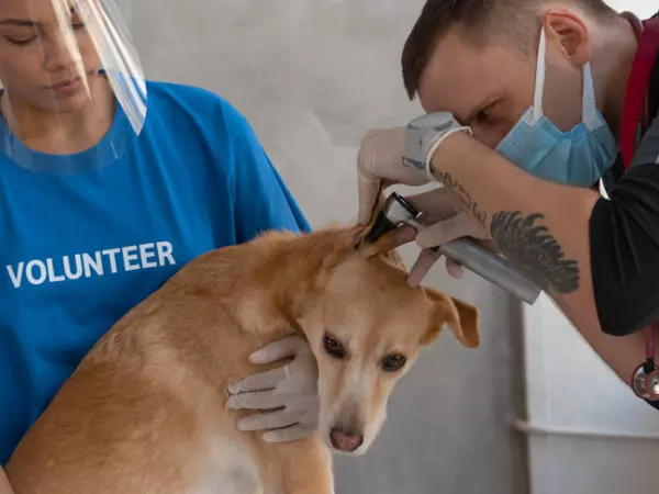 carriera di veterinario zootecnico