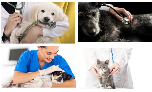 curso de nutricion y dietetica veterinaria