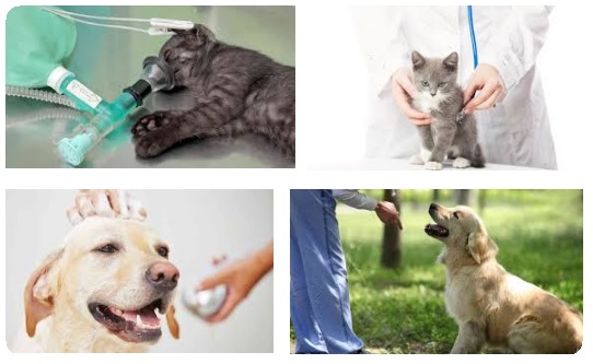Consulta Clínica Veterinaria