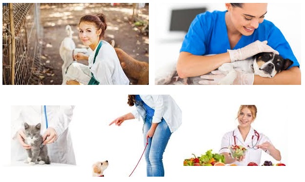 curso de nutricion y dietetica veterinaria