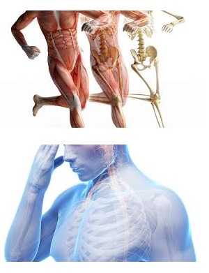 CURSO ENTRENADOR PERSONAL ONLINE